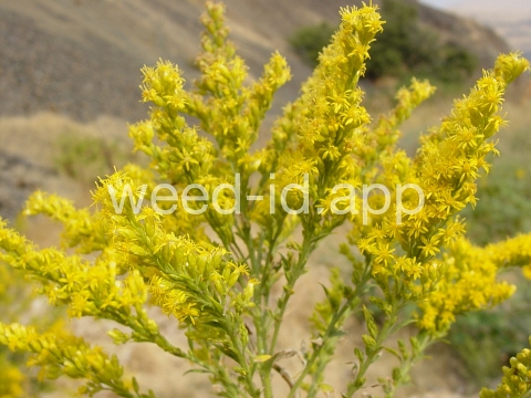 goldenrod, Canada